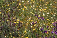 Veldboeket bloemen